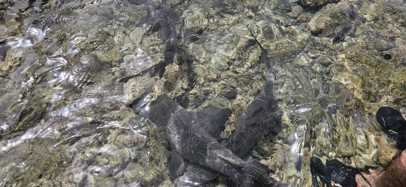 Imagem WhatsApp 2025-10-13 às 12.37.27_98e71ca2